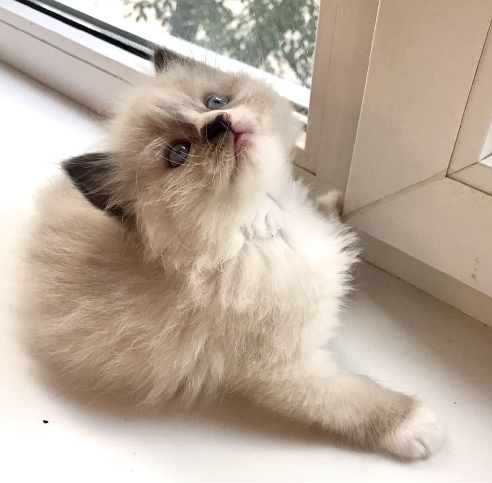 Котенок рэгдолл 2мес котята регдол кошечка  ragdoll окрас поинт кошеня