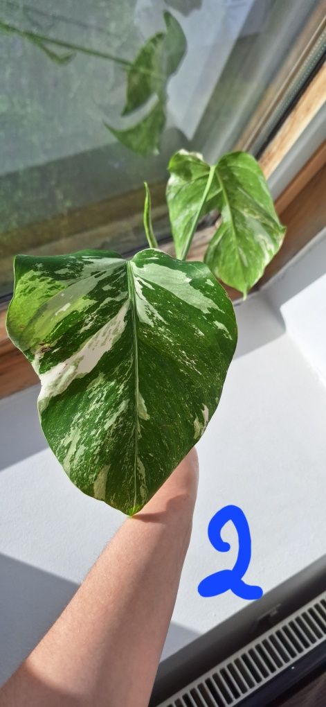 Monstera variegata szczyt