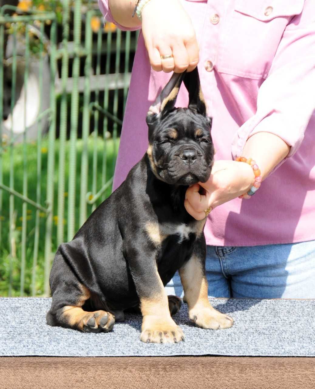 Cane Corso Hodowla Tytani Wschodu ZKwP/FCI