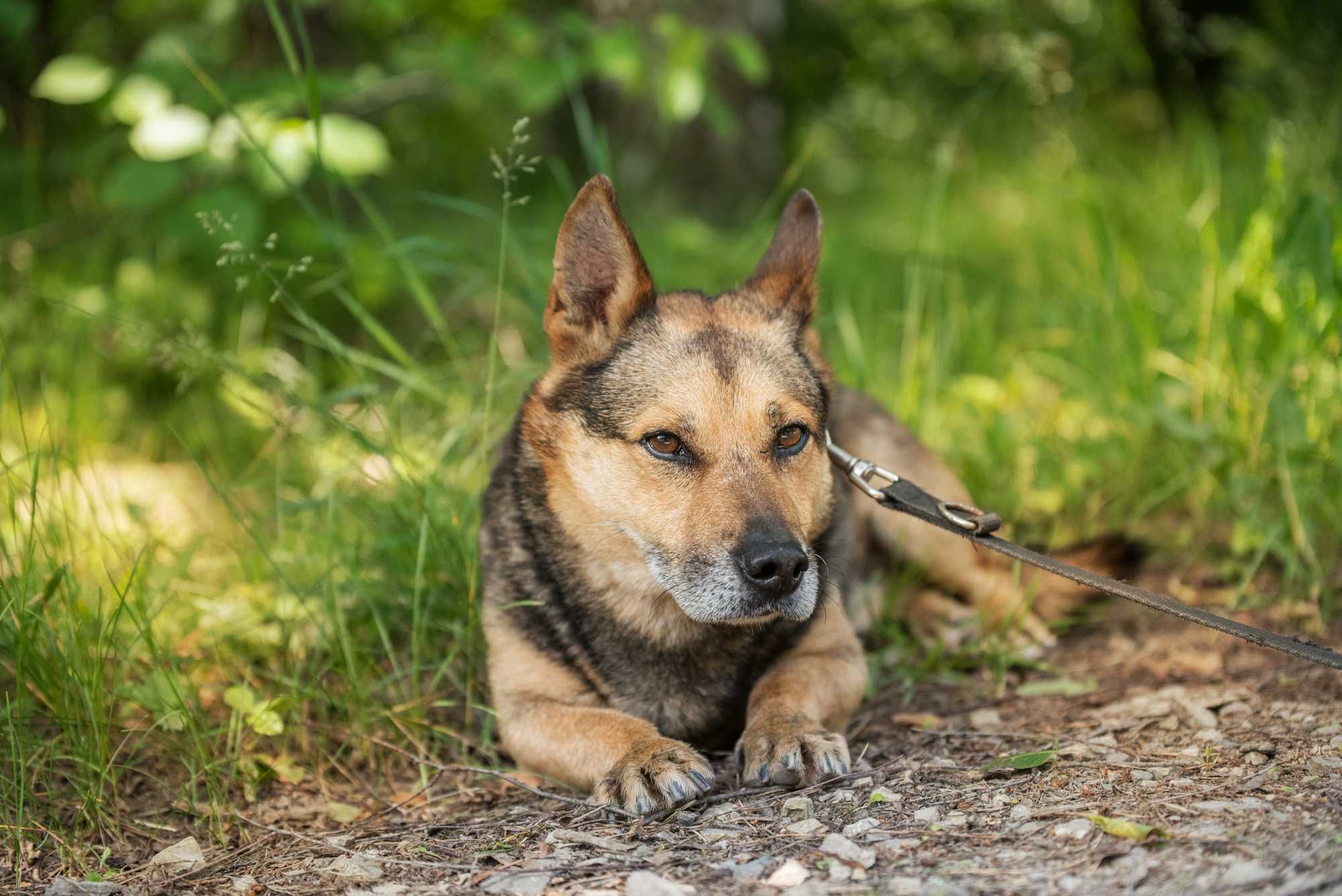 Zanzibar - cudny owczarek w ciele corgi