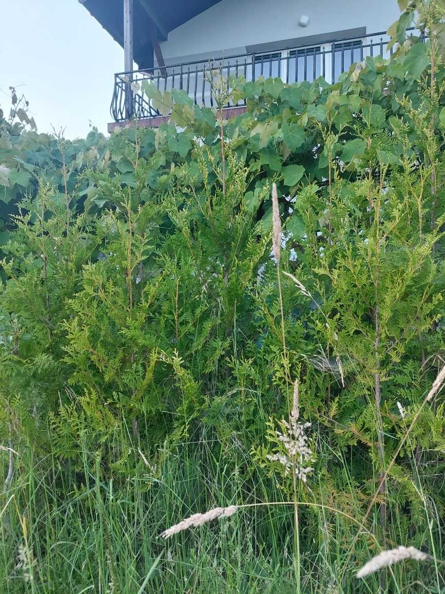 Tuje do ogrodu bardzo ładne.