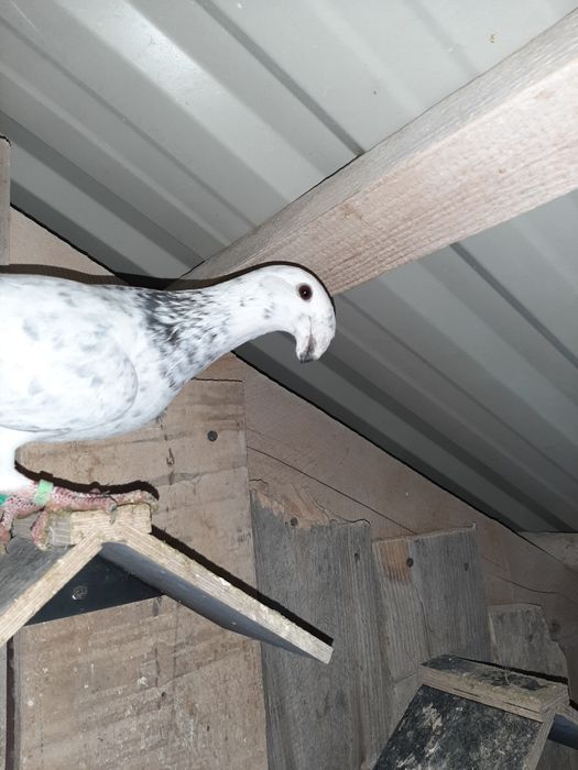 Niemieckie Wystawowe