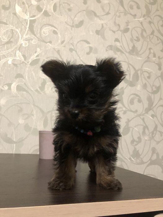 Міні йоркширський терєр