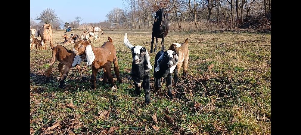 100% НУБІЙСЬКІ козенята