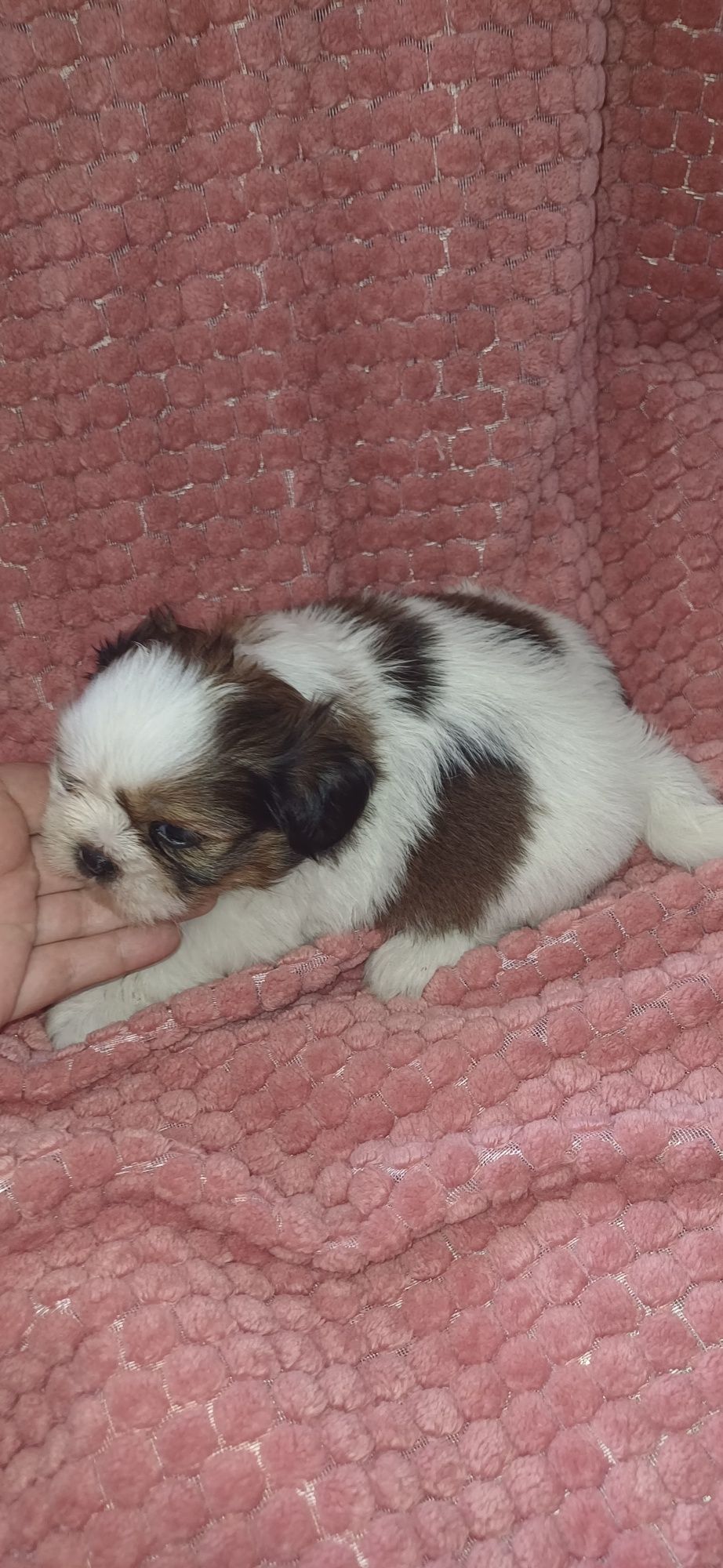 Shituzu macho de exelente linhagem