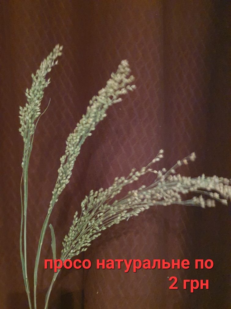 Пропоную софлор (шафран), льон, просо, ворсовська шишка