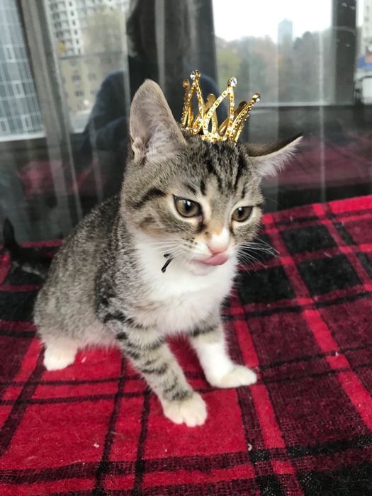 Измените жизнь принцессы. Котёнок бесплатно