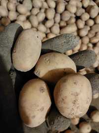 Sadzonki ziemniaków