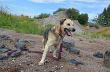 Spacja - kochana psunia szuka nowych opiekunów ADOPCJA