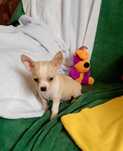Chihuahua chłopiec