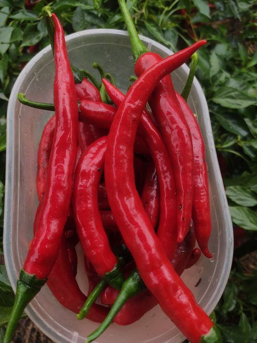 Продам домашній гострий перець (перчиця)