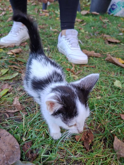 Oddam za darmo kotka