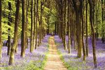 Plakat - Ścieżka w lesie - Wrzos - Woodland Path - (61x91 cm)