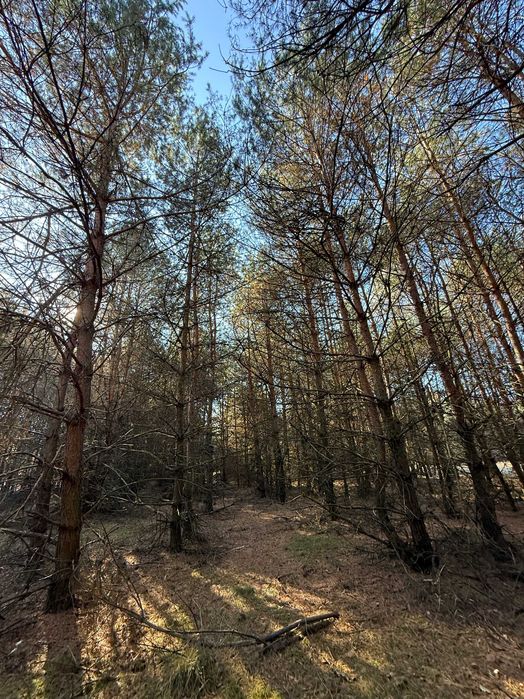 Sprzedam działkę leśną i do zalesienia 13022 m2