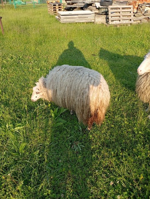 Продам баранів біо