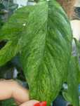 Epipermnum cream mint duży listek