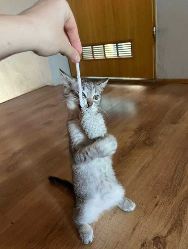 Urocze kociaki polecają się do adopcji:)