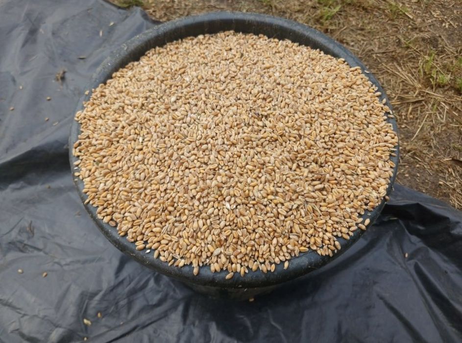 Продам пшеницю суха свіжа.