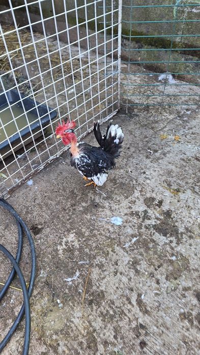 Mini garnisé machos