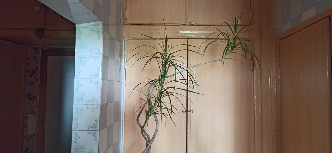 Пальма Драцена более 2 метров