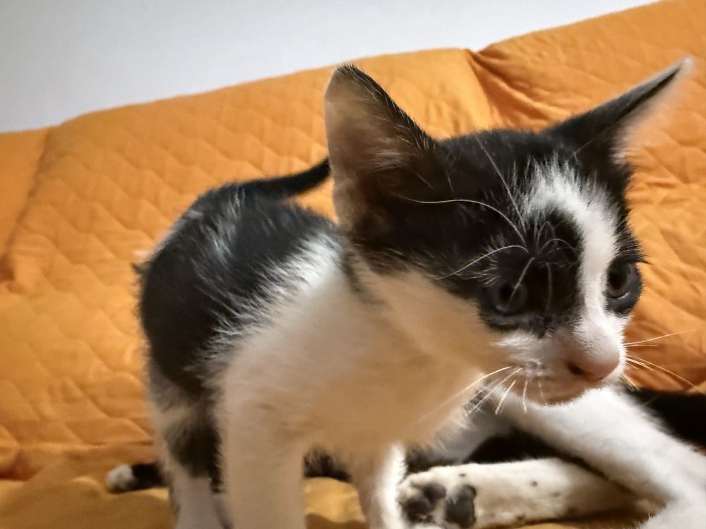 Gatinho macho para adopção