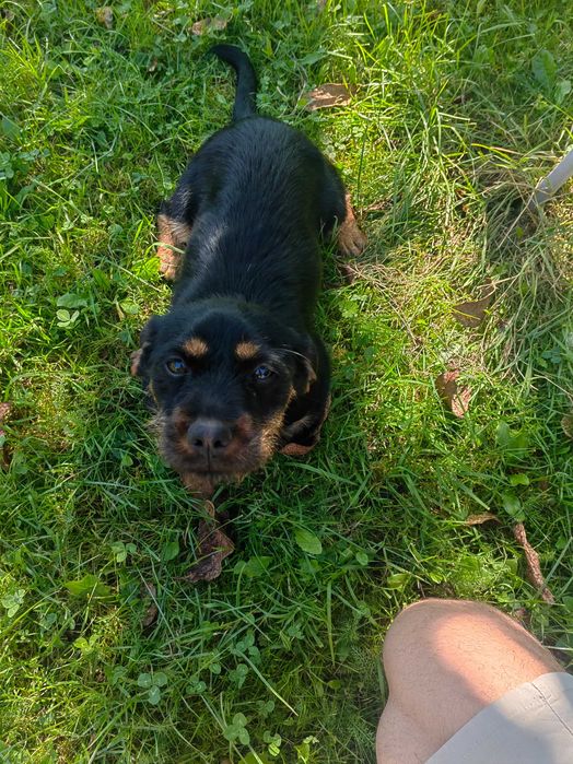 Szczeniak Mieszaniec