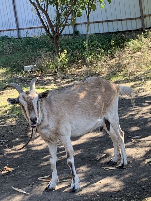Продам козу