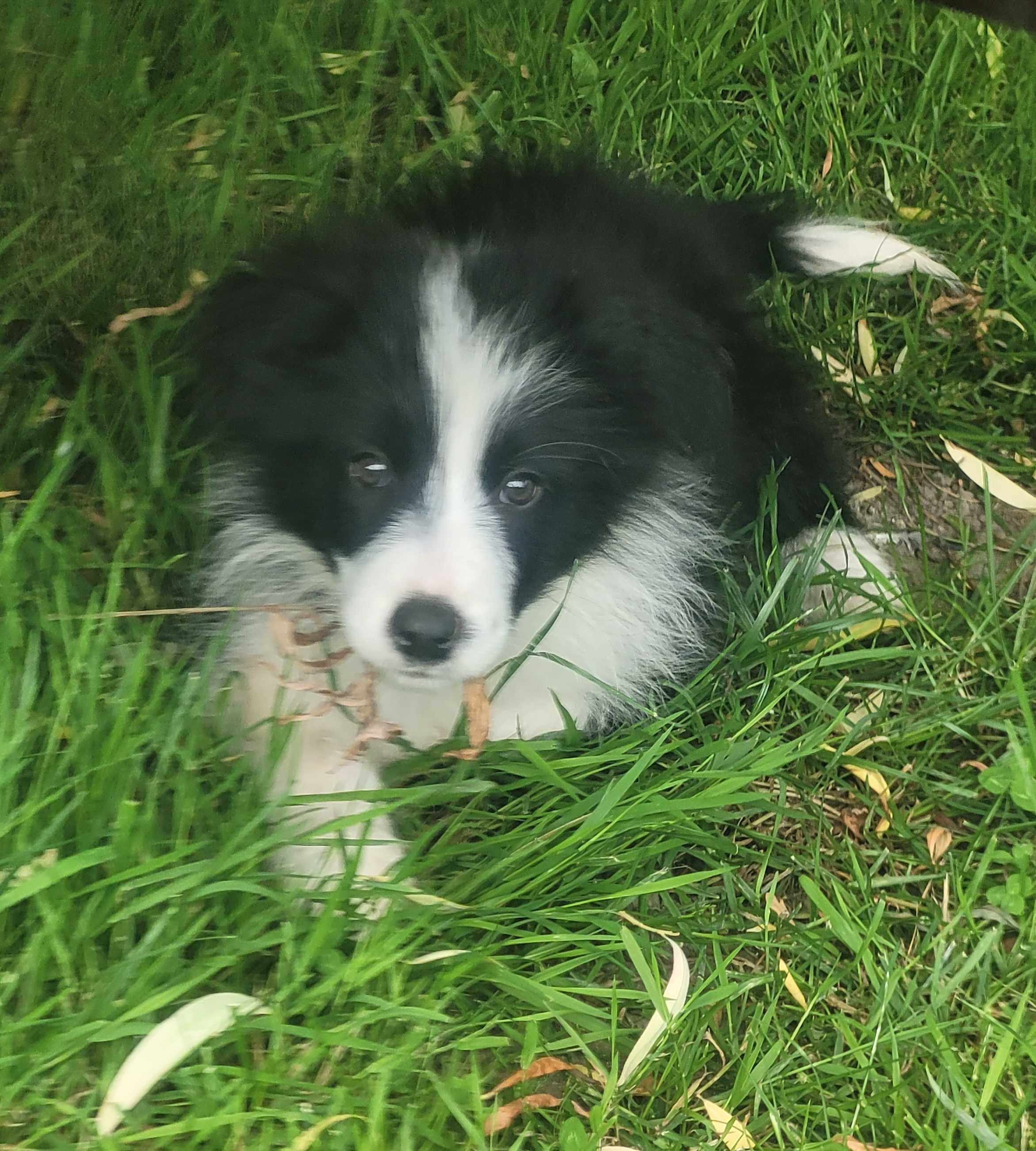 Border collie z metryka Fci.Okazja!
