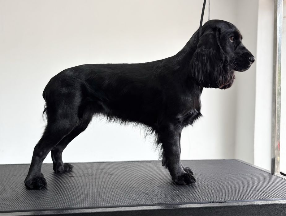 Fryzjer dla psa groomer strzyżenie psa