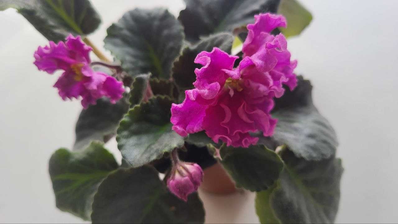 Продам фіалку кімнатну
