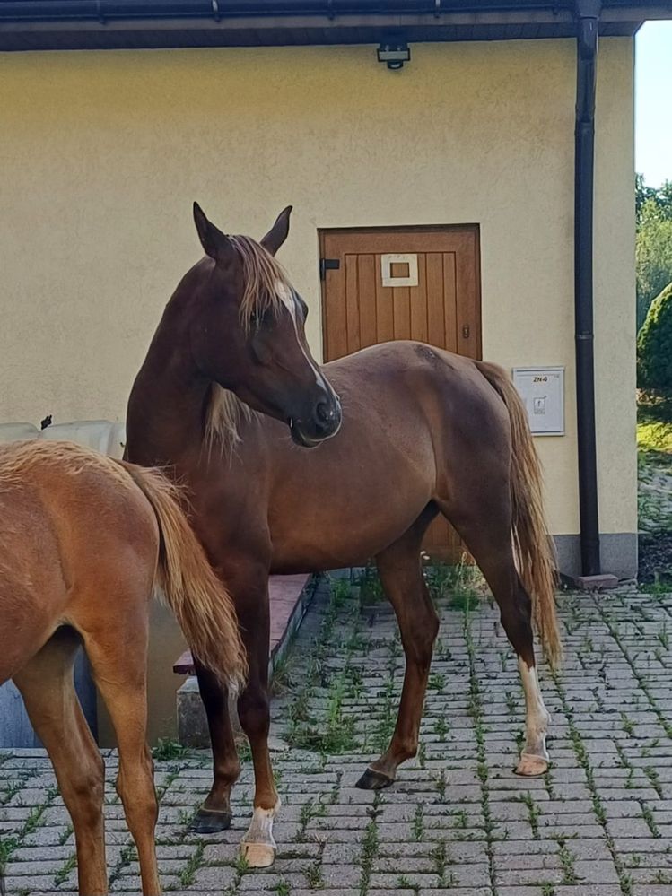 Piękna Klacz arabska do ułożenia i rozpłodu super pochodzenie sprzedam