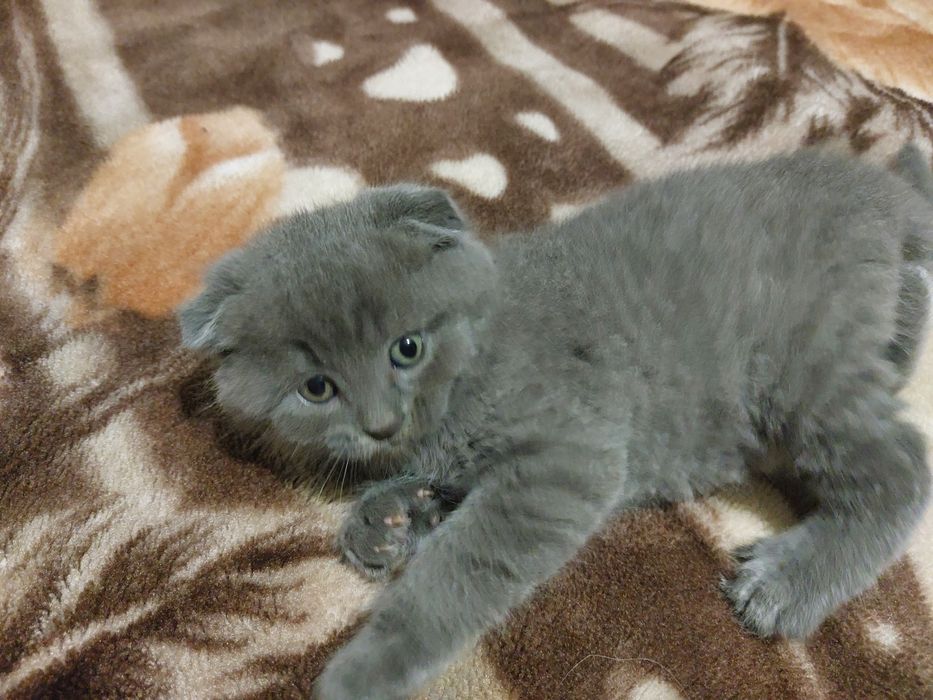 Кошенята висловухі, прямовухі