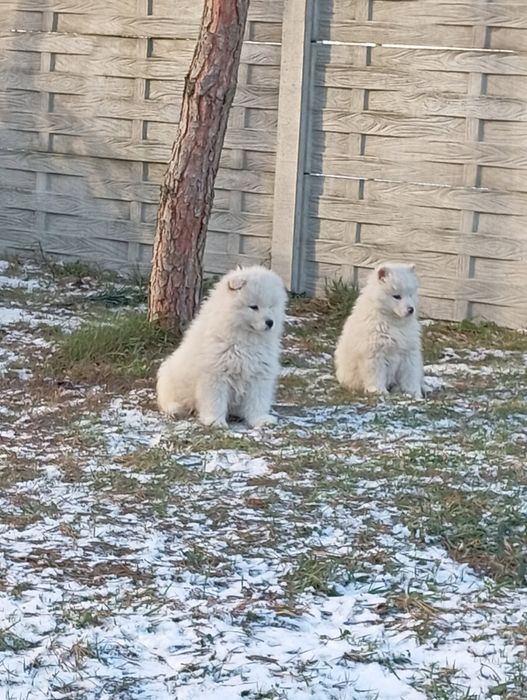 Samoyed samojed szczeniak