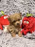 Maltipoo maltańczyk -pudel toy suczka