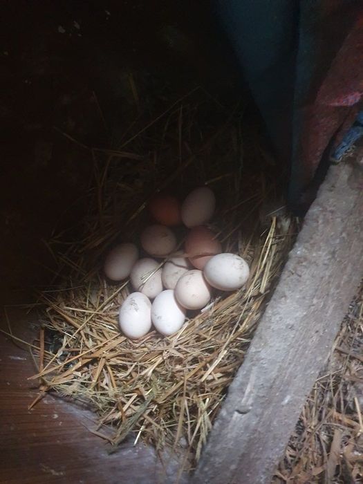 Sprzedam jajka wiejskie