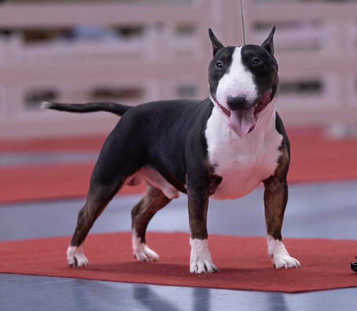 Zapowiedź miotu. Bulterier Miniaturowy, Miniature Bull Terrier