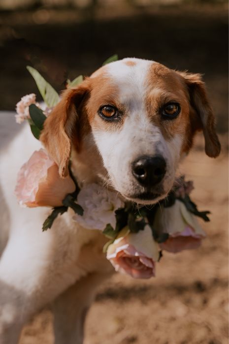 Wygłodzona Hafta zasługuje na lepsze życie