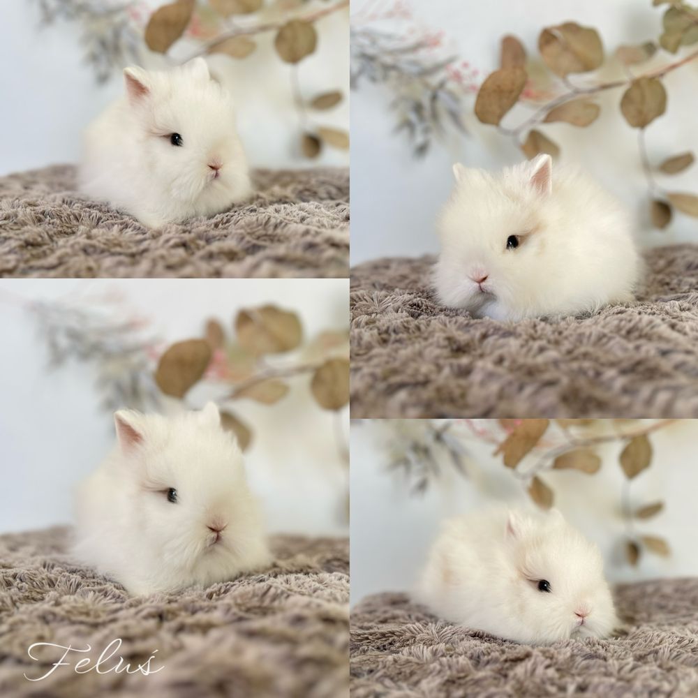 Króliczek Karzełek Teddy, karzelek Niderlandzki Mini Lop Aktualne