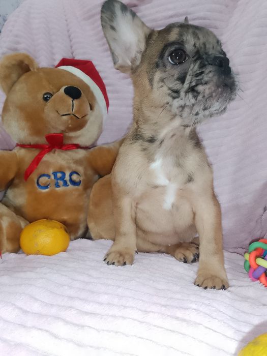 Щенки французики