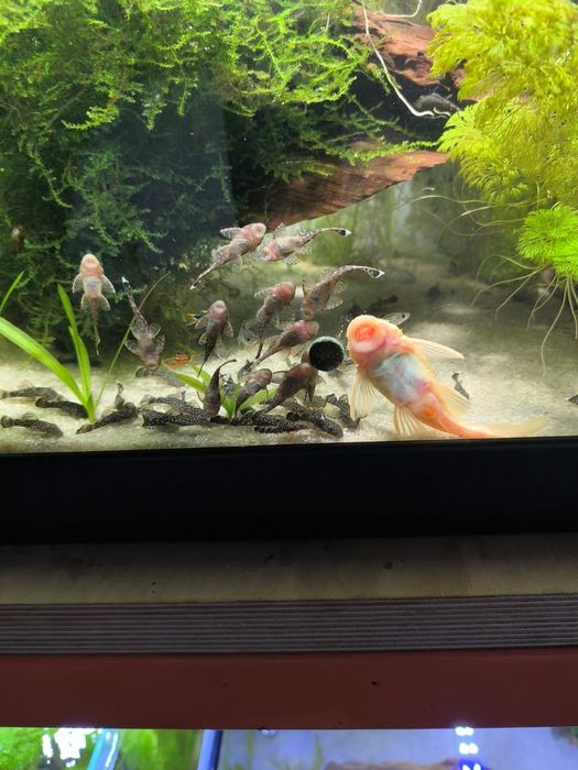 Ancistrus gold nugget