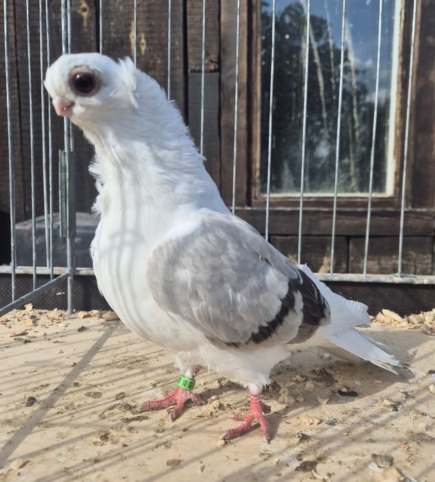 Mewka/ Mewki polskie