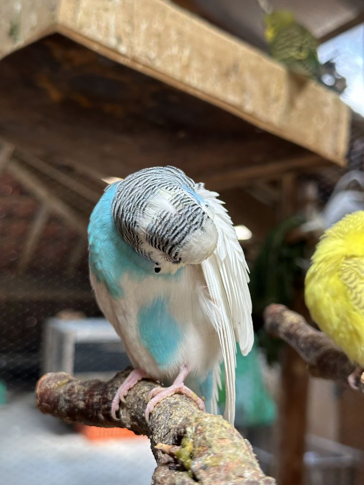 Periquitos australianos