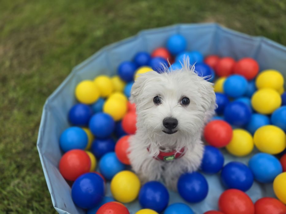 Szkolenie psów - Wodzisław Śląski