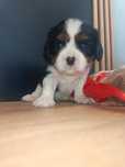 Cavalier King Charles spaniel