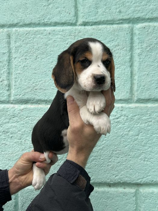 Гарнюні малюки породи Бігль