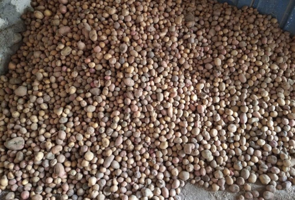 Картопля  дрібна та груба