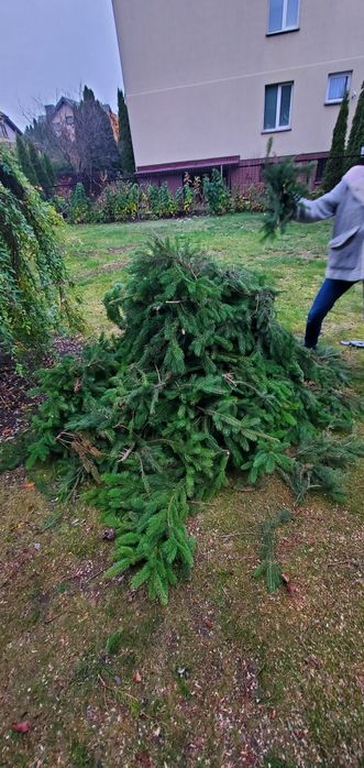 Oddam za darmo gałęzie świerkowe