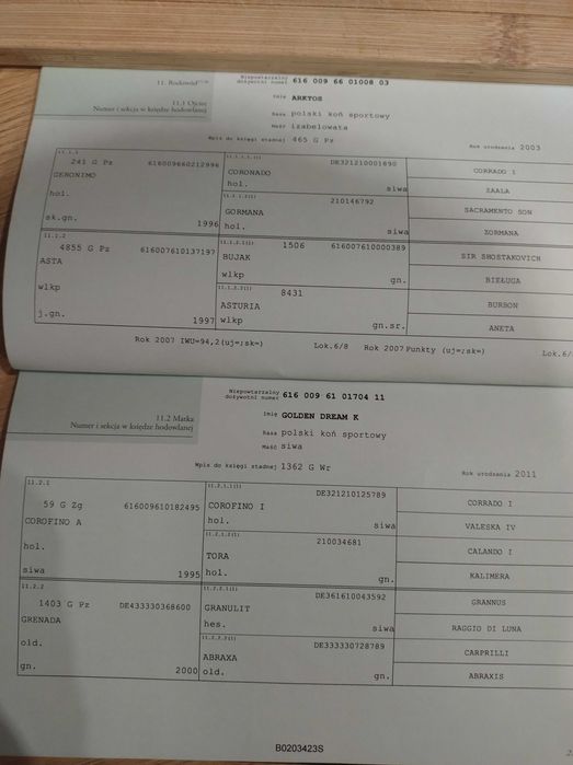 Sprzedam parę koni  kasztany