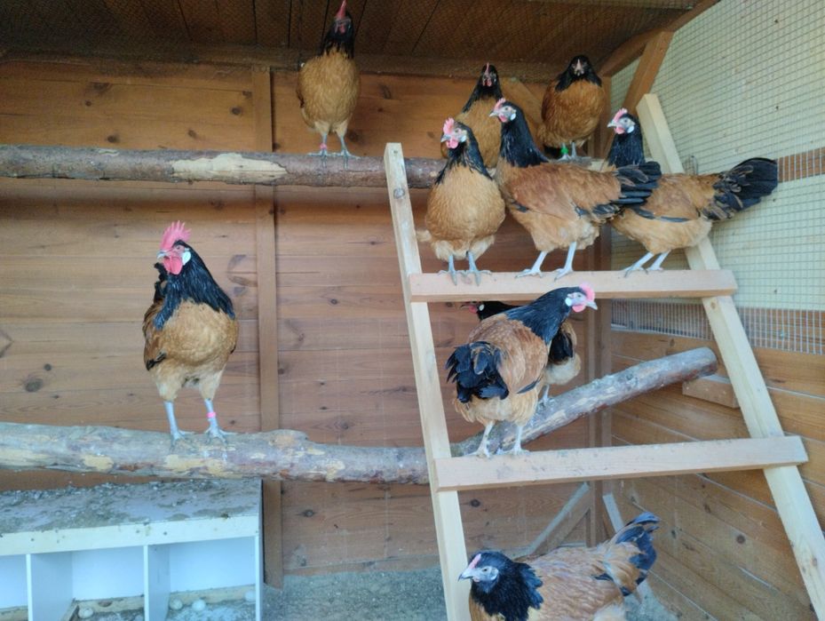 Pisklęta kur vorwerk kurczęta