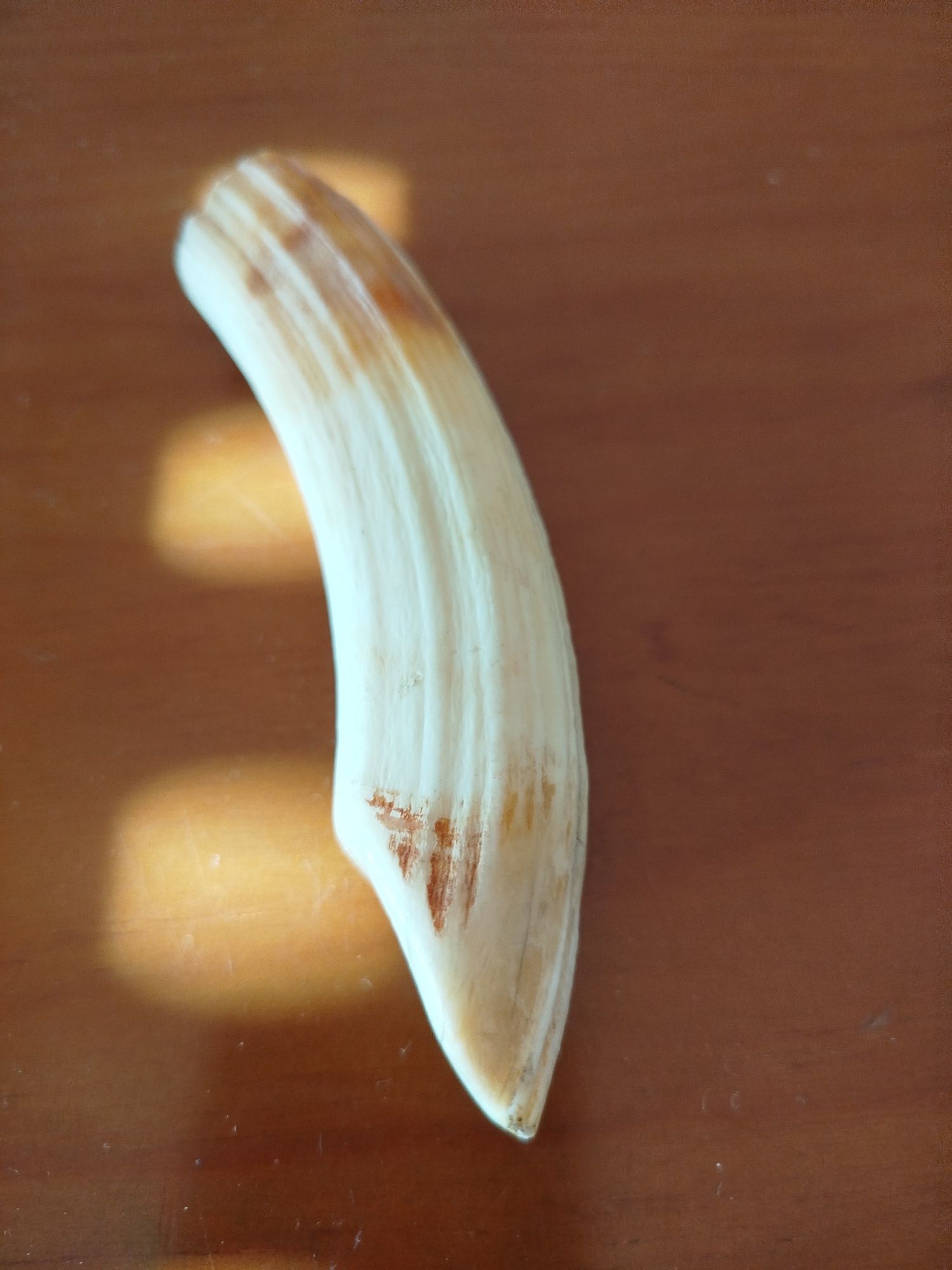 Dente de javali com 12 cm